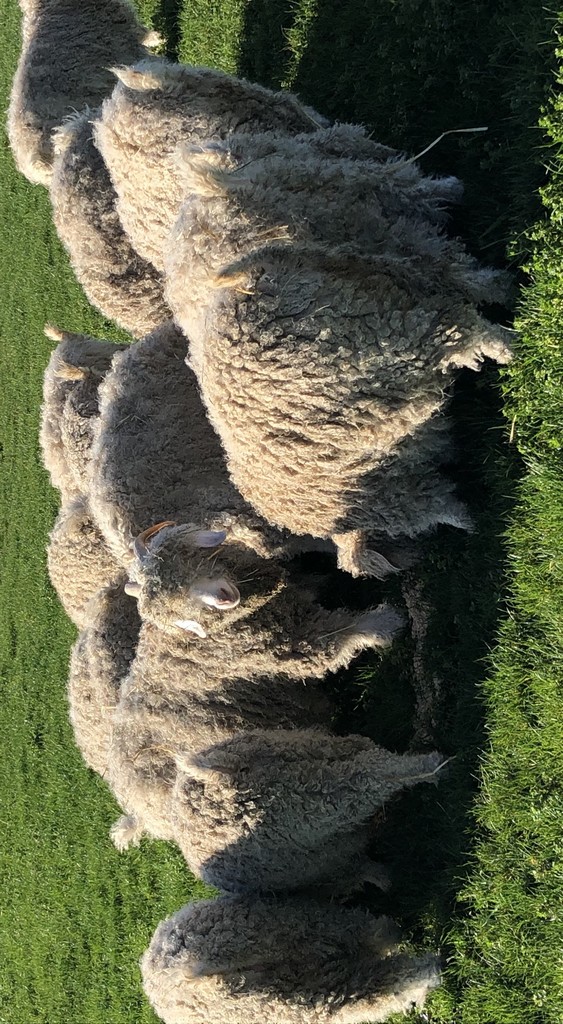 troupeau de chèvres angora